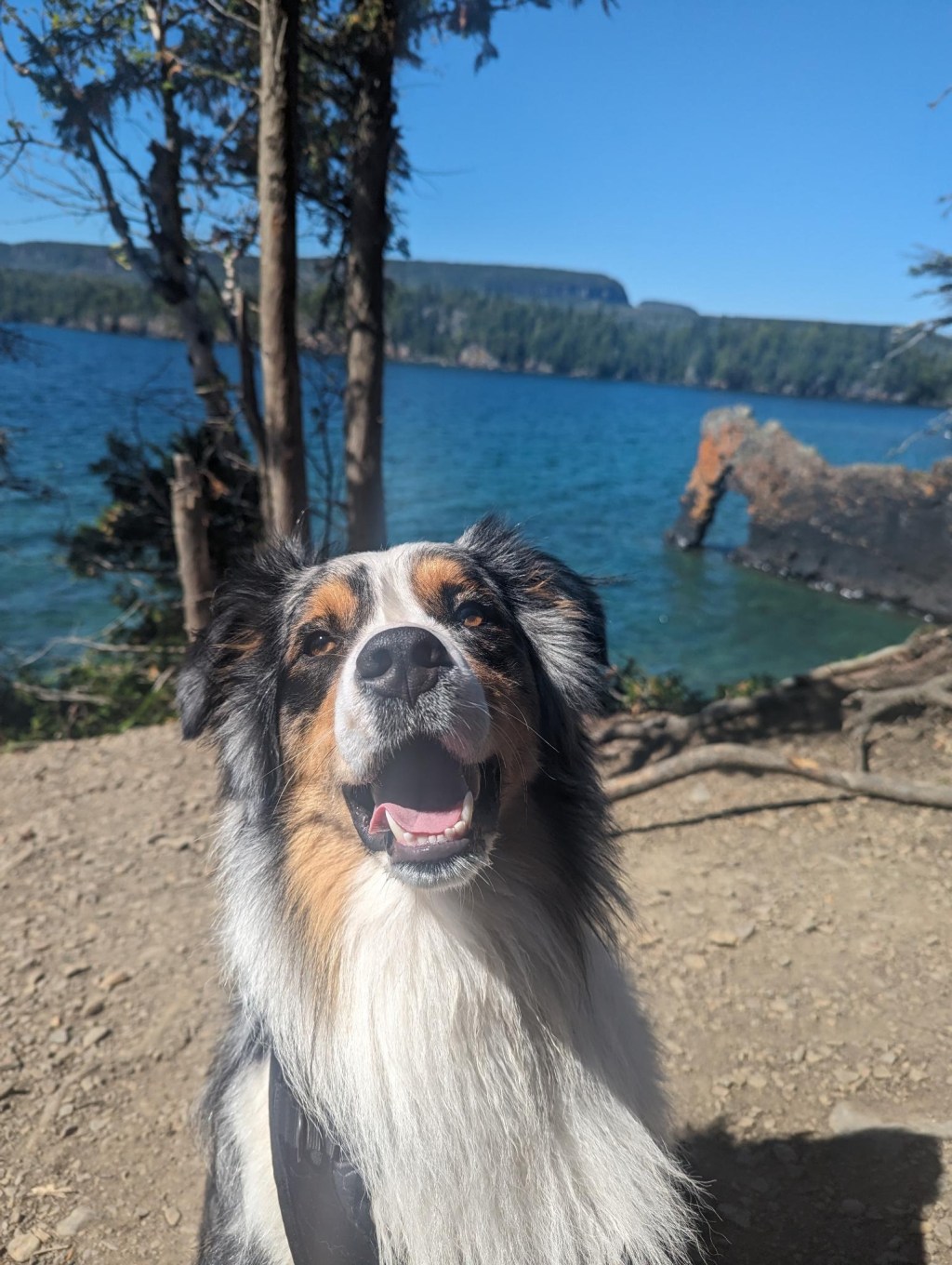 5 ESSENTIALS TO HAVE READY FOR NEW DOG&nbsp;PAWRENT.