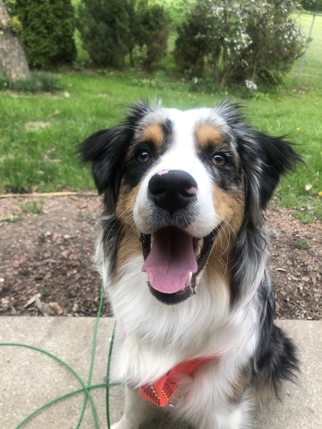 The Hidden Dangers of Bloating in&nbsp;Dogs