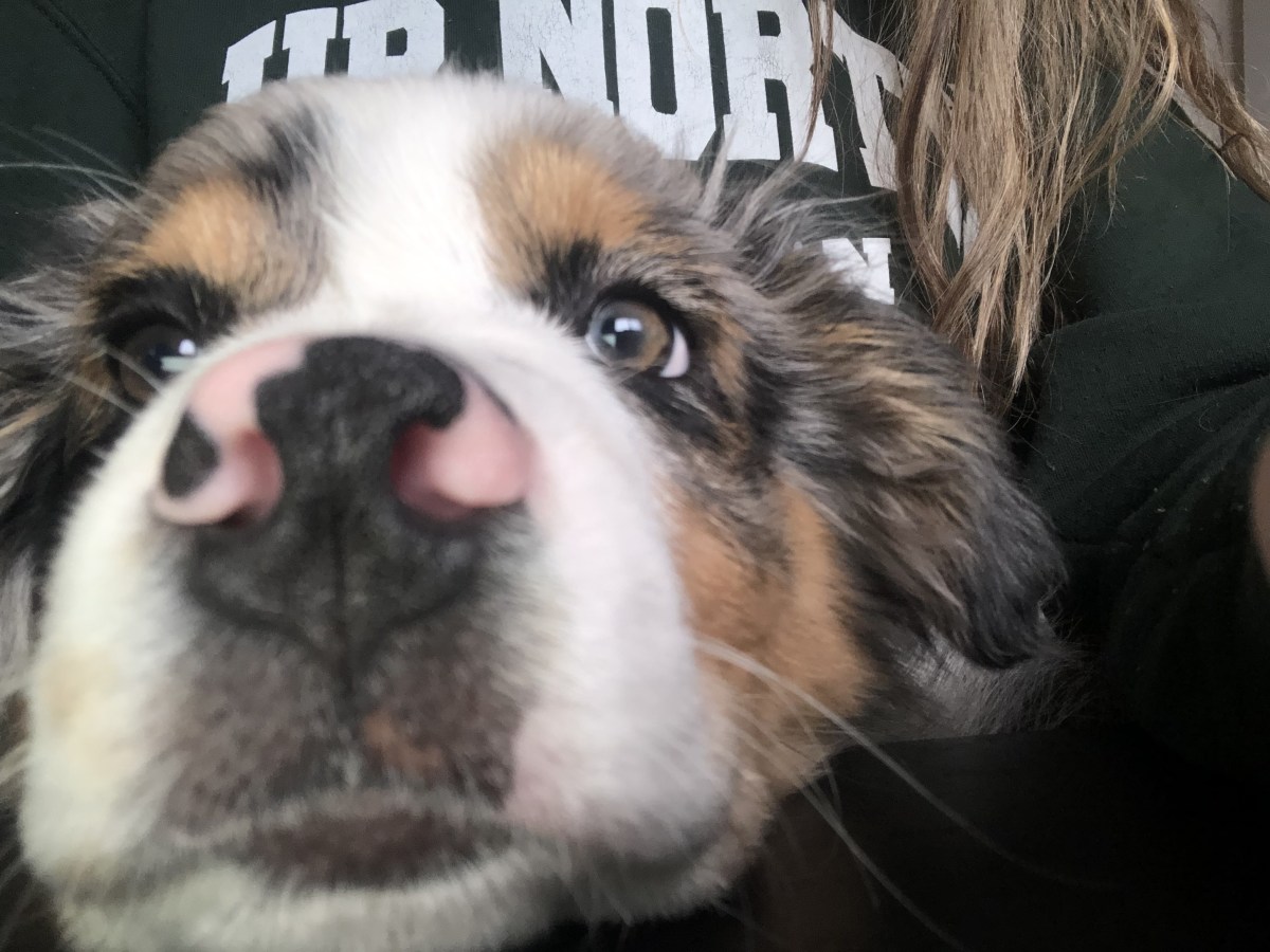 The Most Comprehensive New Puppy Checklist & Approved&nbsp;Items!