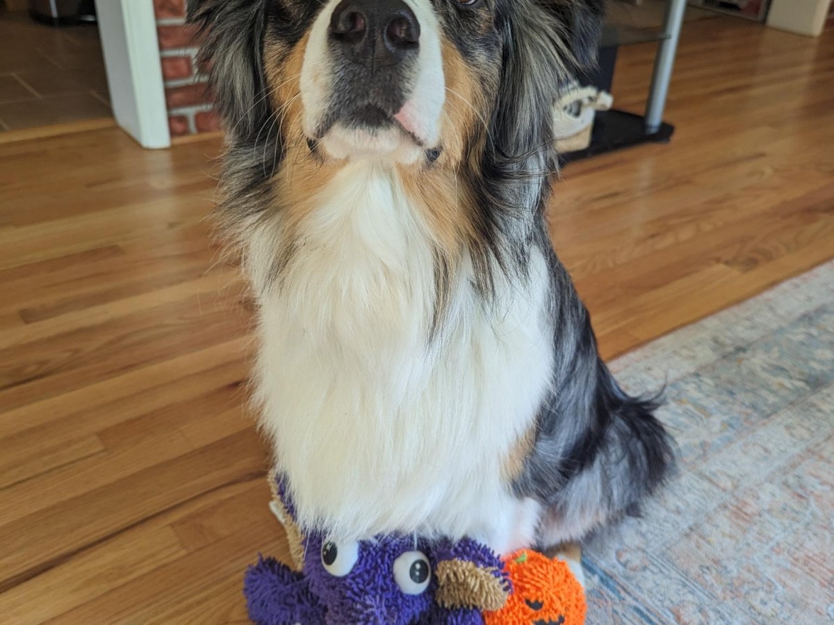 TOUGHEST DOG TOY OF&nbsp;2023