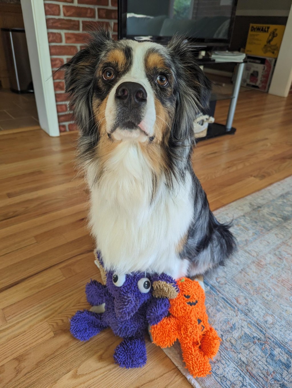 TOUGHEST DOG TOY OF&nbsp;2023