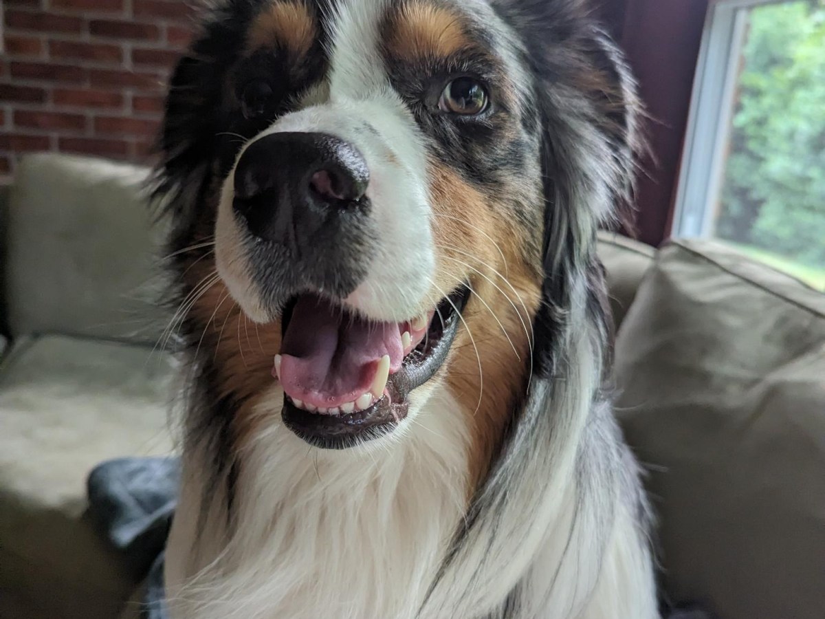 Best Dog Harness, 2023. Kurgo Harness&nbsp;Review