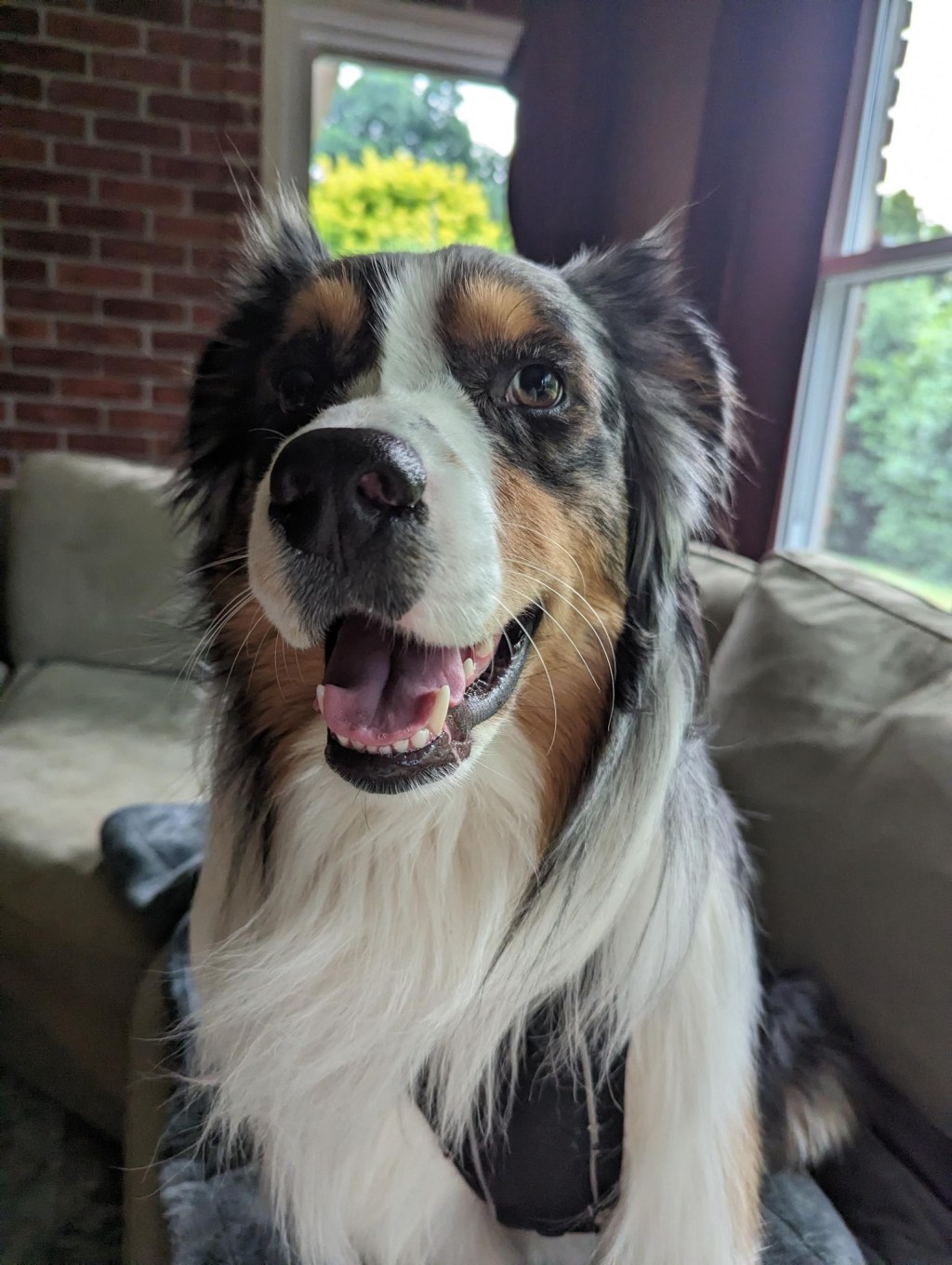 Best Dog Harness, 2023. Kurgo Harness&nbsp;Review