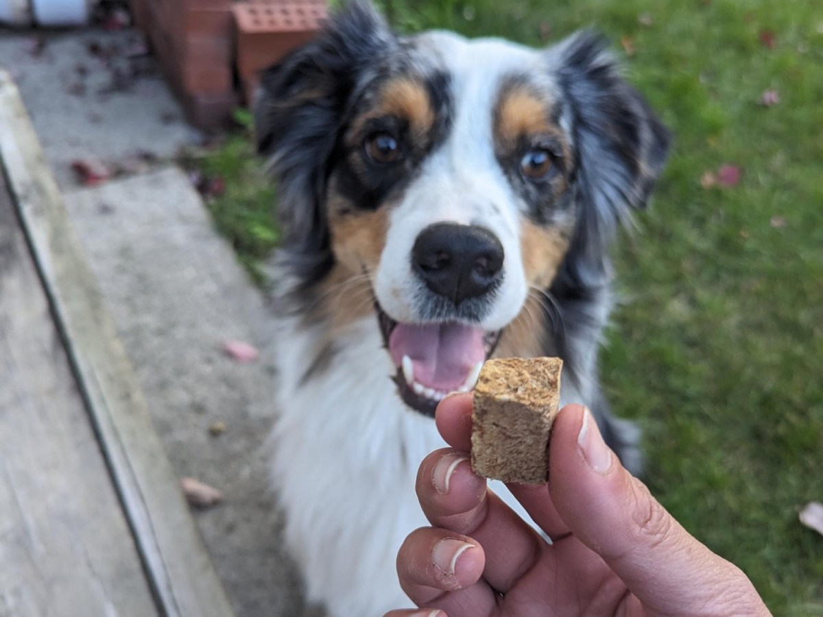 FREEZE-DRIED TREATS PAWSITIVES AND TESTED RECOMMENDATIONS –&nbsp;2023