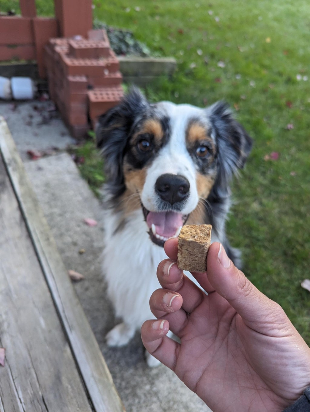 FREEZE-DRIED TREATS PAWSITIVES AND TESTED RECOMMENDATIONS –&nbsp;2023