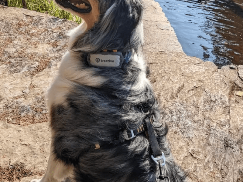 I Tracked My Dog In The Wilderness – BEST GPS&nbsp;COLLAR?!!