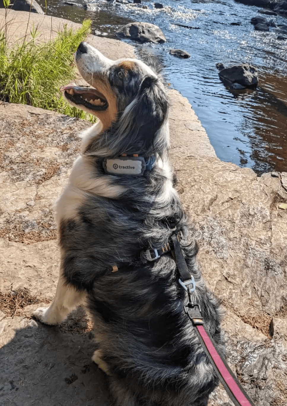I Tracked My Dog In The Wilderness – BEST GPS&nbsp;COLLAR?!!